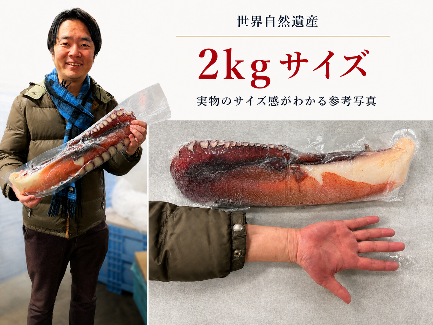 知床羅臼ダコ 足1本｜世界自然遺産・知床の海が育てた縁起物の水ダコ