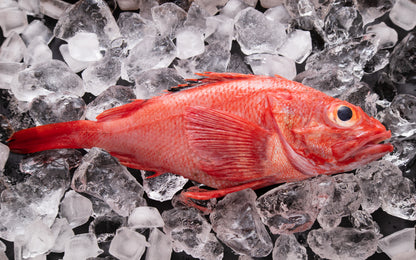 羅臼産 高級魚キンキ一夜干し 1匹400g｜世界自然遺産・知床の海が育てた高級魚メンメ